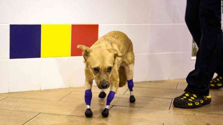 Russian rescue dog Monika has a new leash on life after prosthetics operation